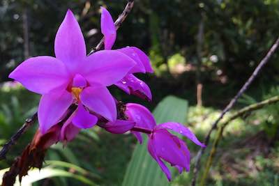 Borneo orchids